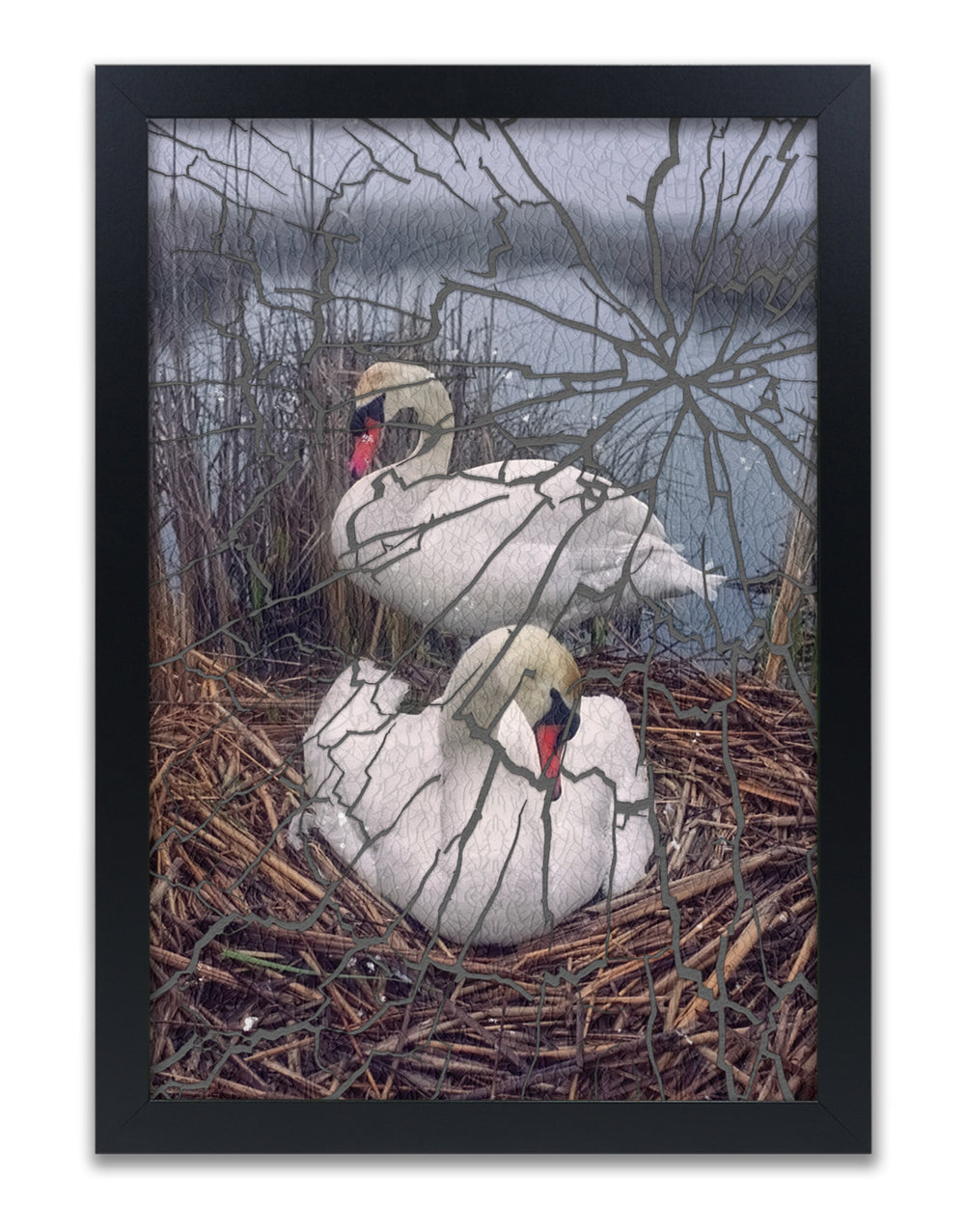 Mute Swans Nesting