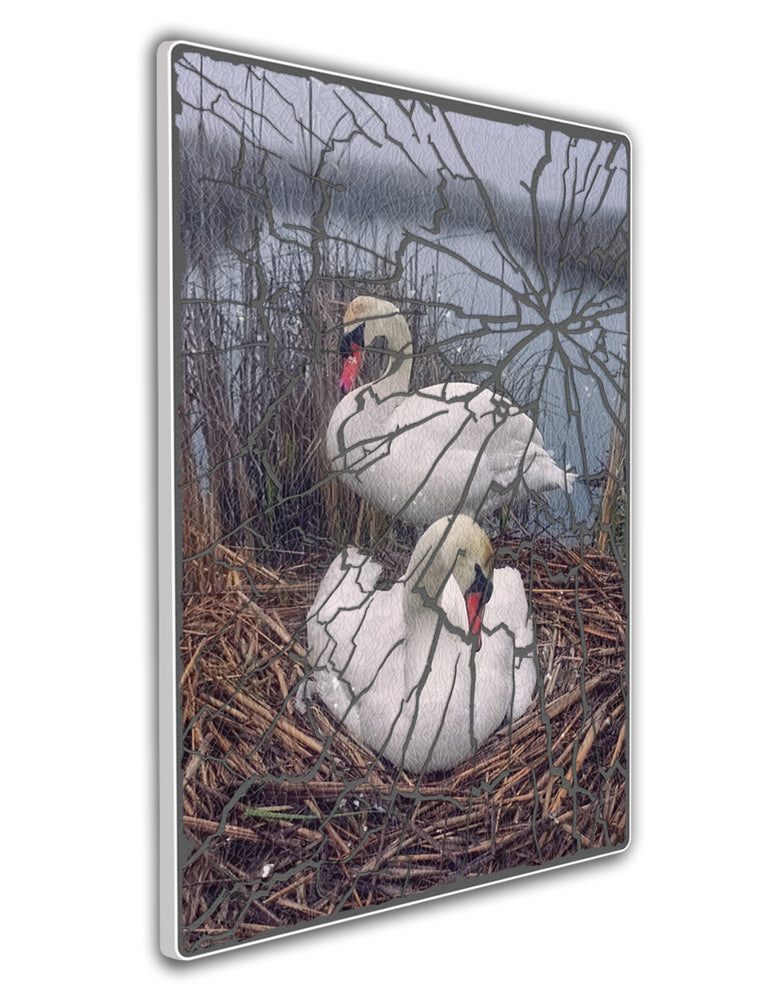 
                  
                    Mute Swans Nesting
                  
                