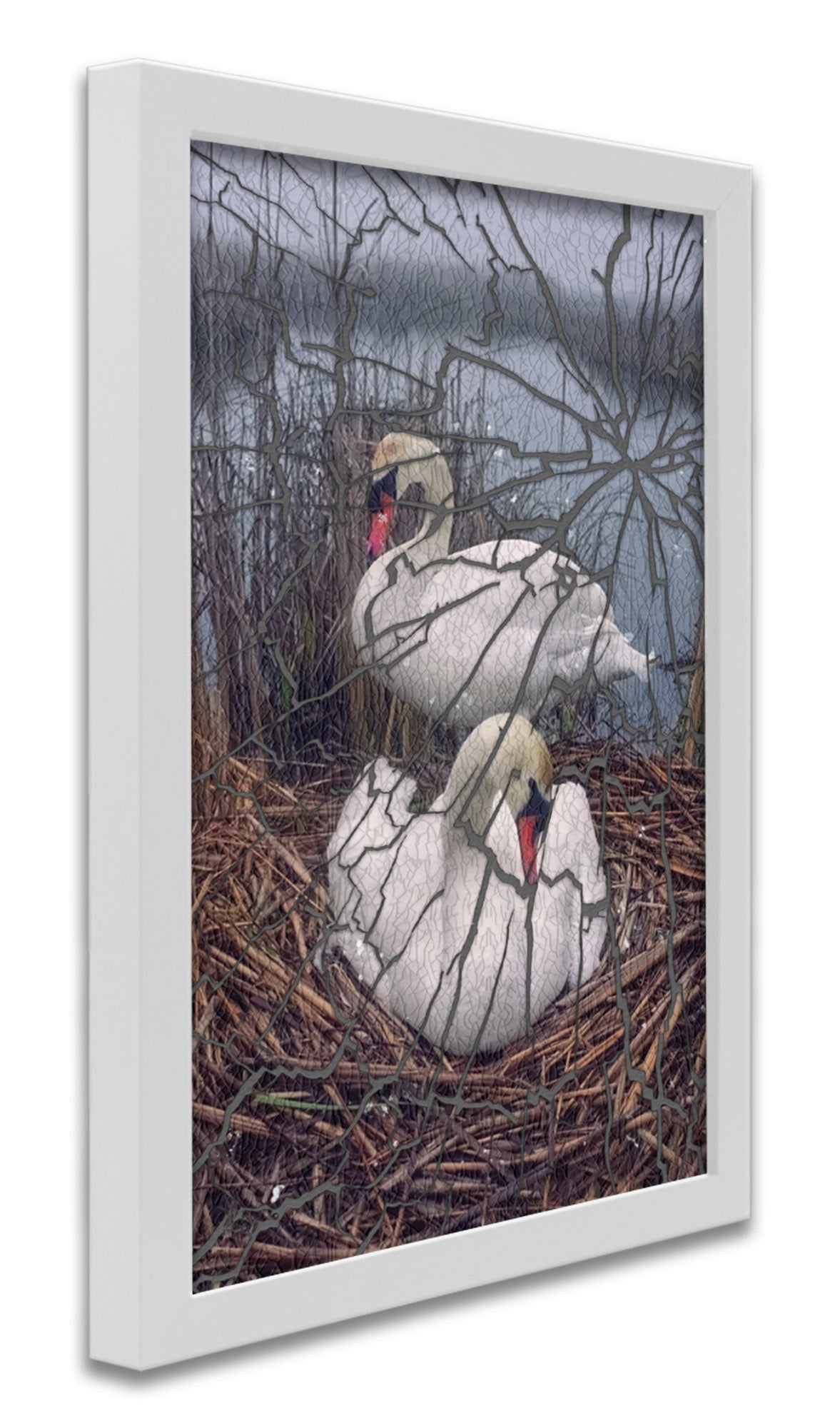 
                  
                    Mute Swans Nesting
                  
                