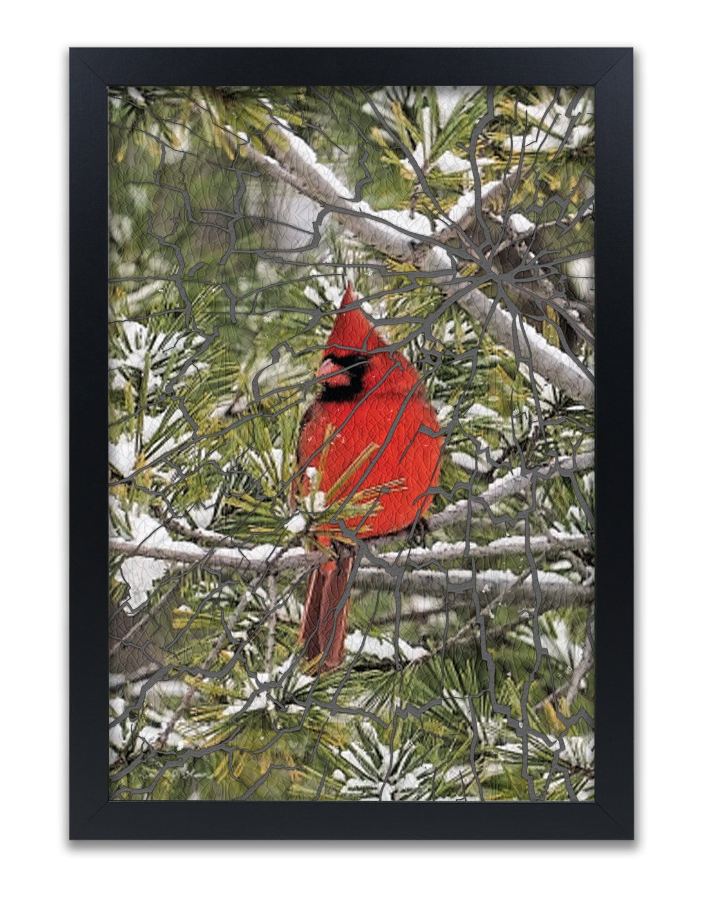 Cardinal on Green Pine Branch